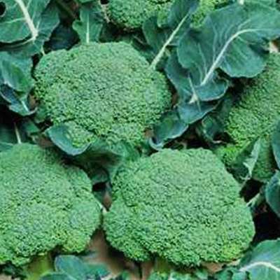 Polvo de brócoli