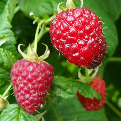 Polvo de frambuesa