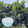 Extracto de fruta de uva 