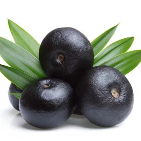 Polvo de extracto de bayas de acai