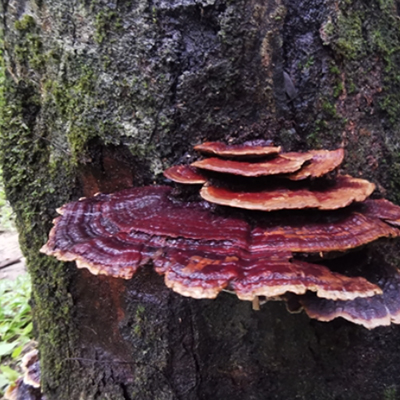 Extracto de hongos de Reishi