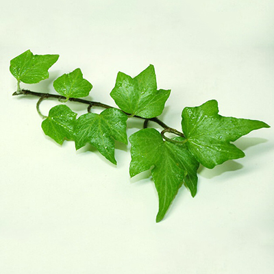 Extracto de hoja de hiedra