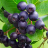 Polvo de baya de acai